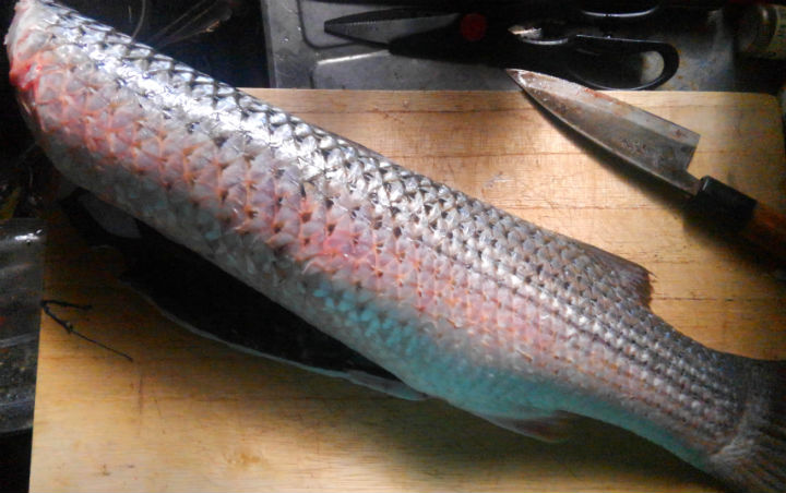 有明海の ヤスミ ことメナダ もしかして汽水域の魚の中で最も美味しいのでは 野食ハンマープライス